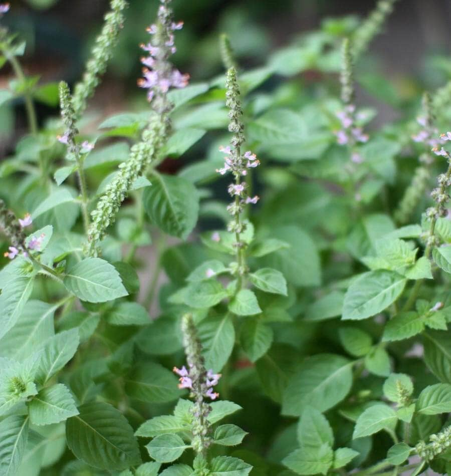 Daydream Organics | Prairie Doctor Brand - Holy Basil (Tulsi Krishna) Herbal Tincture